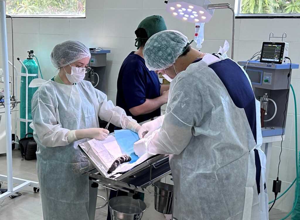 continuam-abertas-as-inscricoes-no-programa-de-castracoes-gratuitas-de-nova-odessa