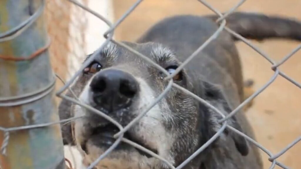 entidade-de-protecao-animal-reclama-de-falta-de-pagamento-de-emenda-impositiva-em-nova-odessa