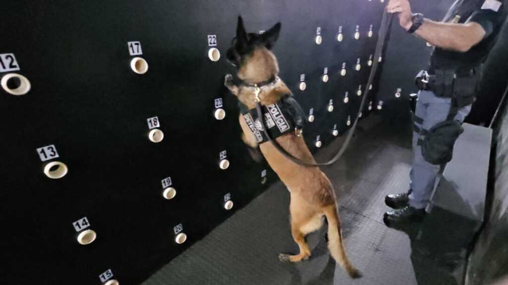 caes-farejadores-do-baep-em-sumare-se-destacam-nas-apreensoes-de-drogas-na-regiao