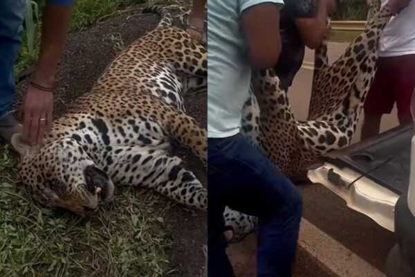 onca-pintada-e-resgatada-por-indigenas-apos-ser-atropelada-em-rodovia.-video