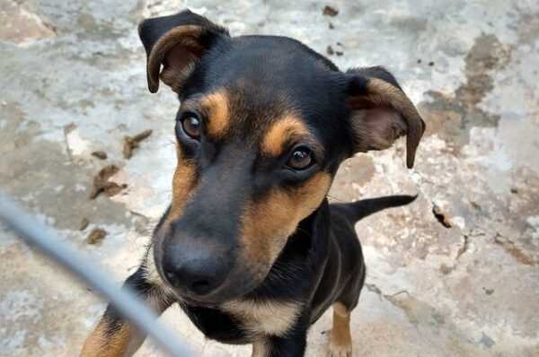 projeto-que-proibe-uso-de-coleiras-antilatido-e-aprovado-em-nova-odessa