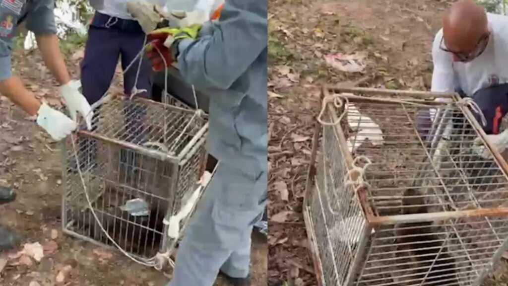 defesa-civil-e-bombeiros-de-nova-odessa-resgatam-ariranha-de-dentro-de-residencia-no-sao-jorge