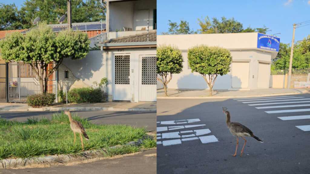 tv-tododia-flagra-seriema-caminhando-calmamente-pelas-ruas-de-nova-odessa
