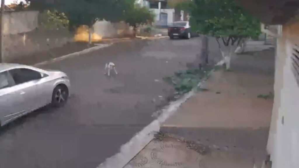 Câmeras registram cachorro sendo atropelado por carro em Nova Odessa; motorista fugiu cameras-registram-cachorro-sendo-atropelado-por-carro-em-nova-odessa;-motorista-fugiu