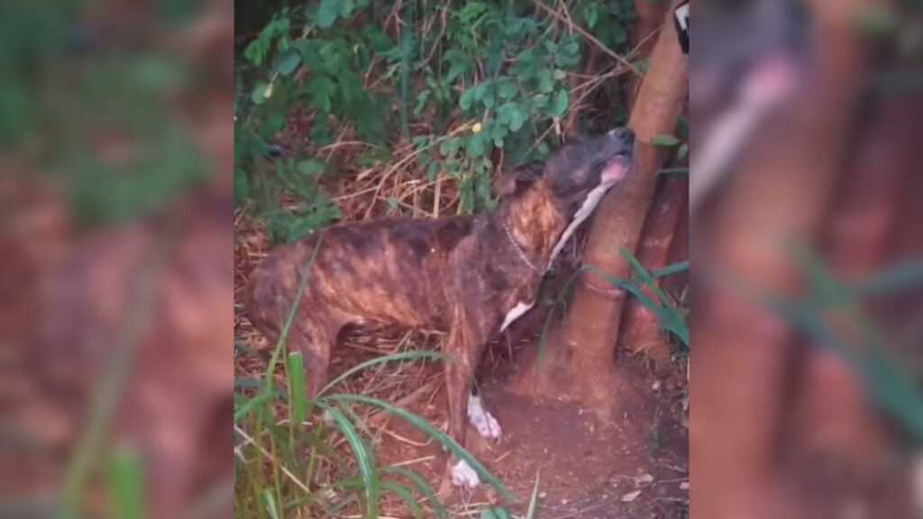 cachorro-e-encontrado-amarrado,-sem-agua-e-sem-comida,-em-nova-odessa